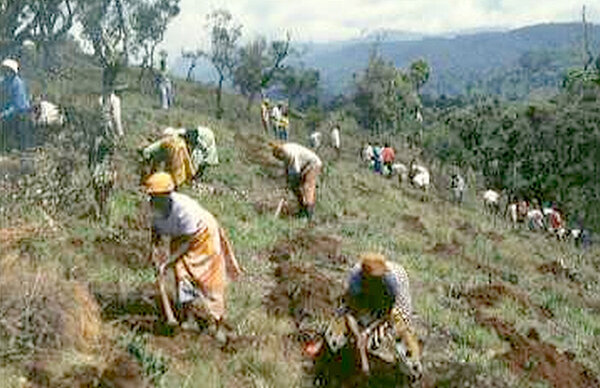 アフリカ・タンザニア植林活動